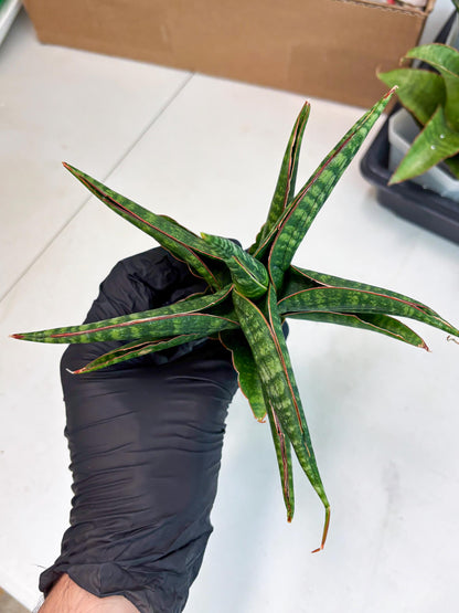 Sansevieria Abra (ba1) (2) | Rare imported