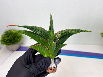 Sansevieria Abra (ba1) (2) | Rare imported