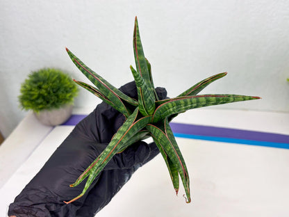 Sansevieria Abra (ba1) (2) | Rare imported