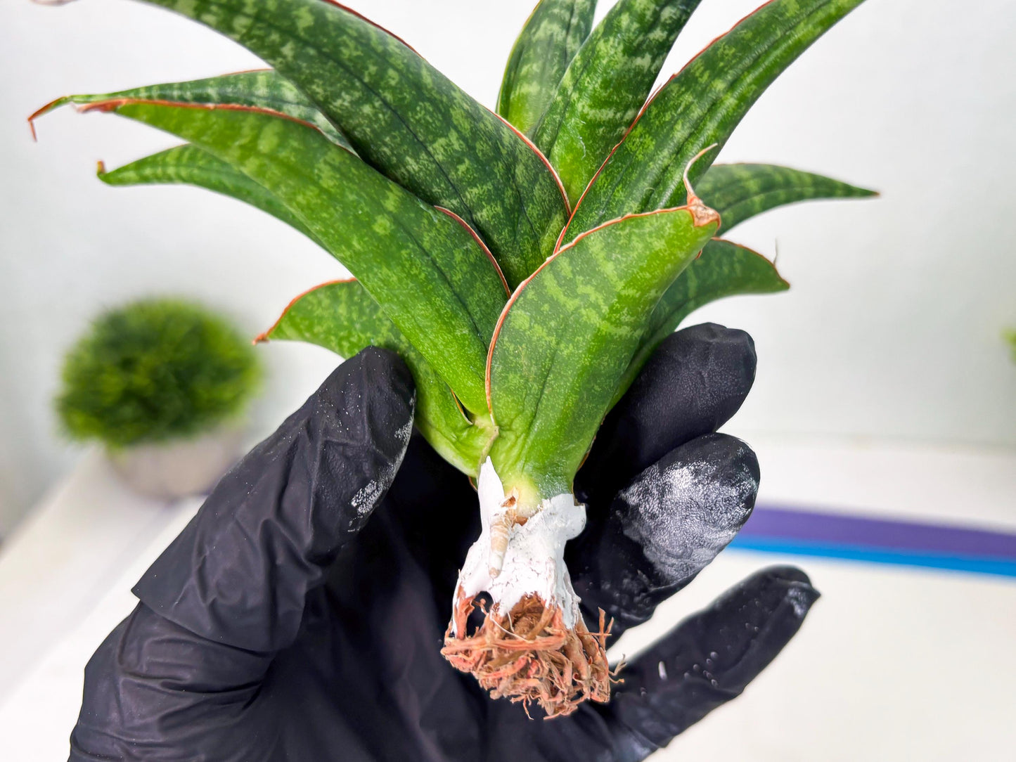Sansevieria Abra (ba1) (2) | Rare imported