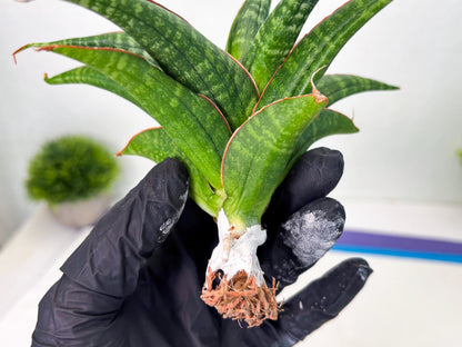 Sansevieria Abra (ba1) (2) | Rare imported
