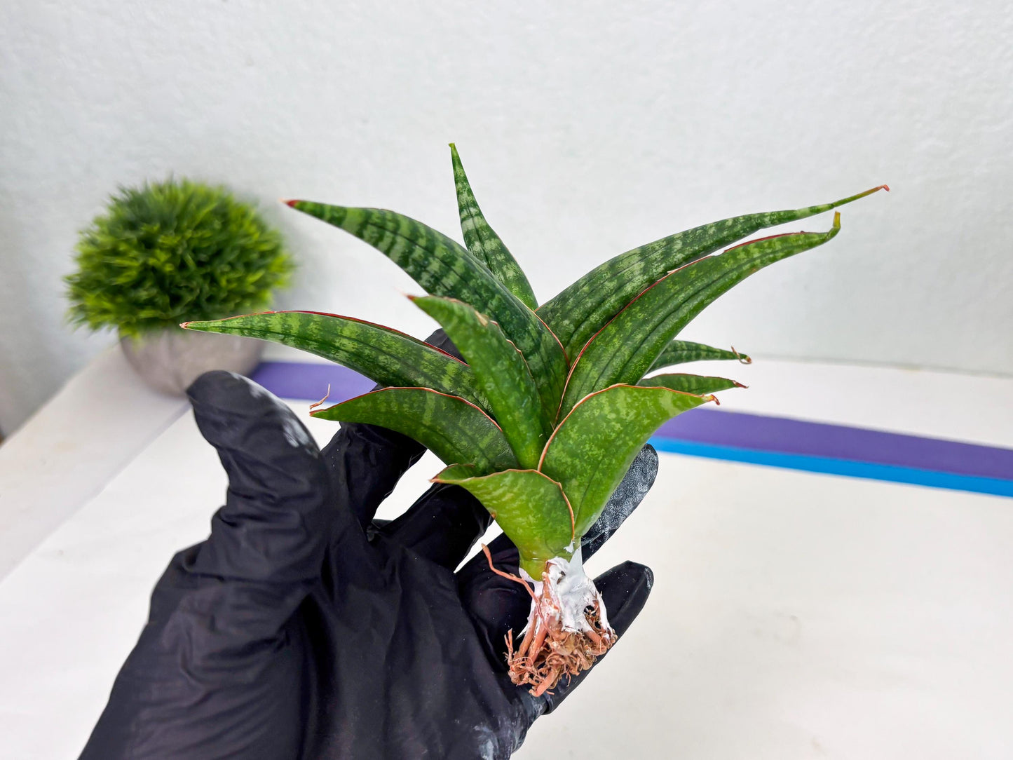 Sansevieria Abra (ba1) (2) | Rare imported