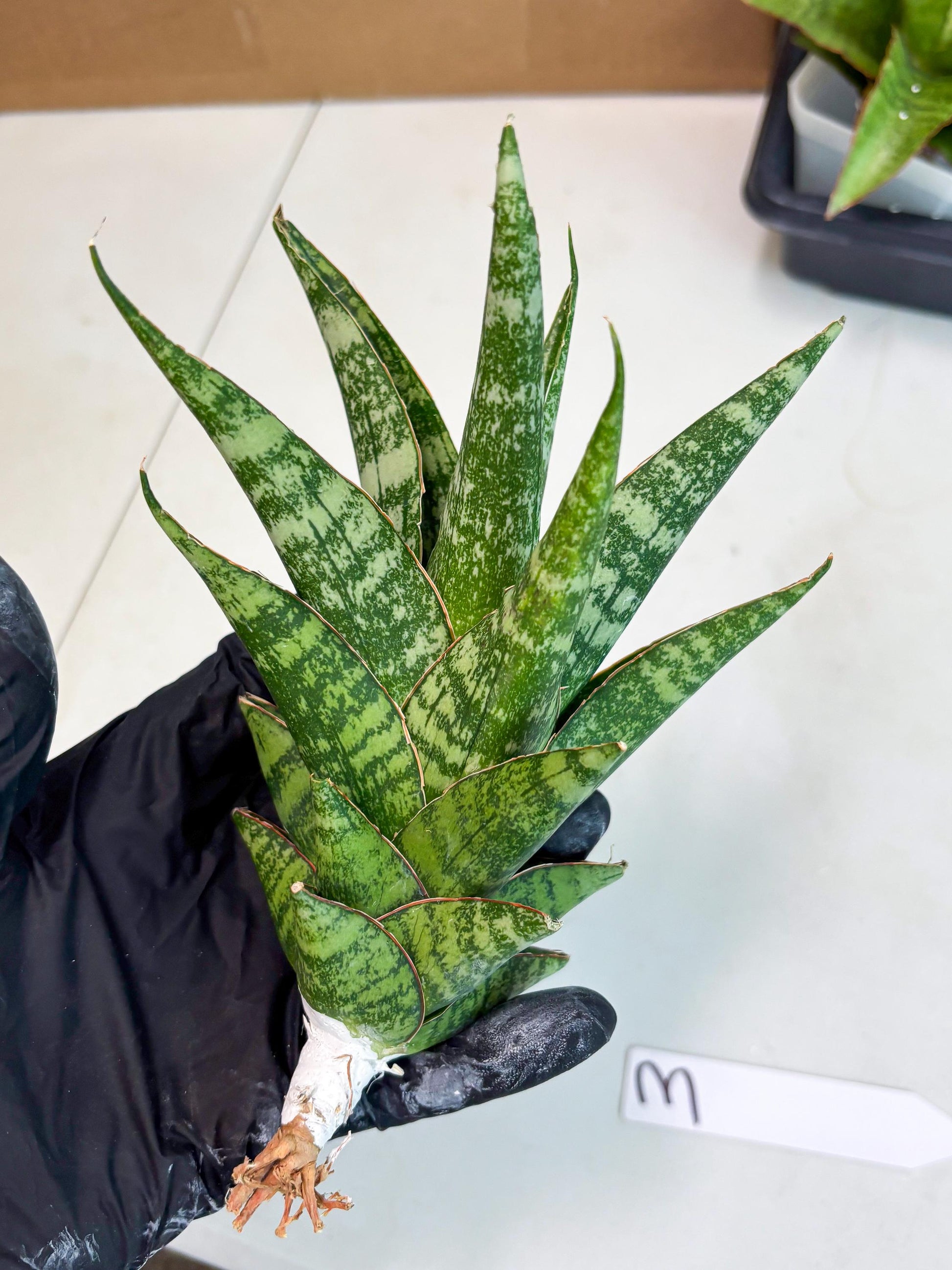 Sansevieria Ratu saba (ba1) (3) | Rare imported
