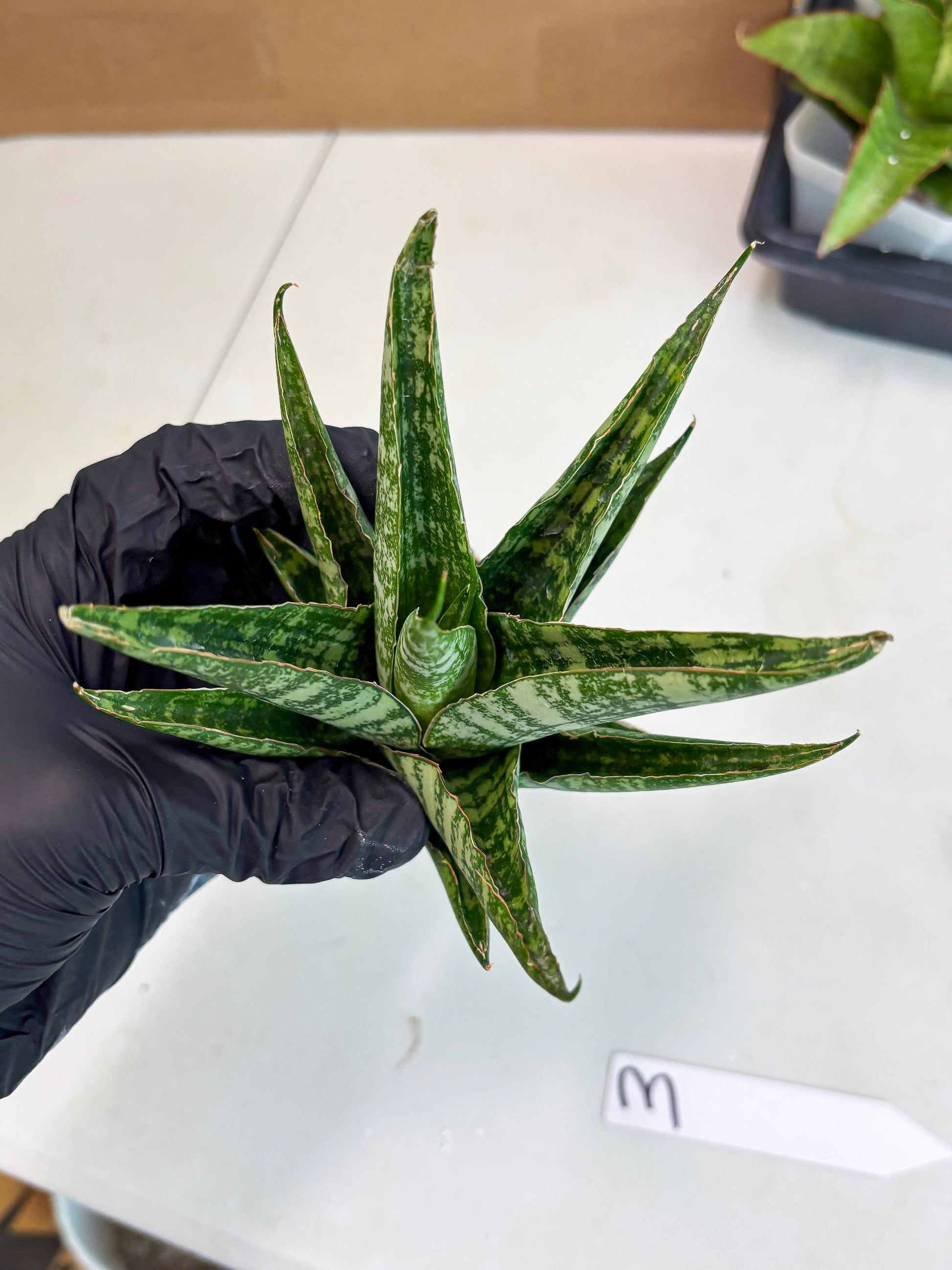 Sansevieria Ratu saba (ba1) (3) | Rare imported