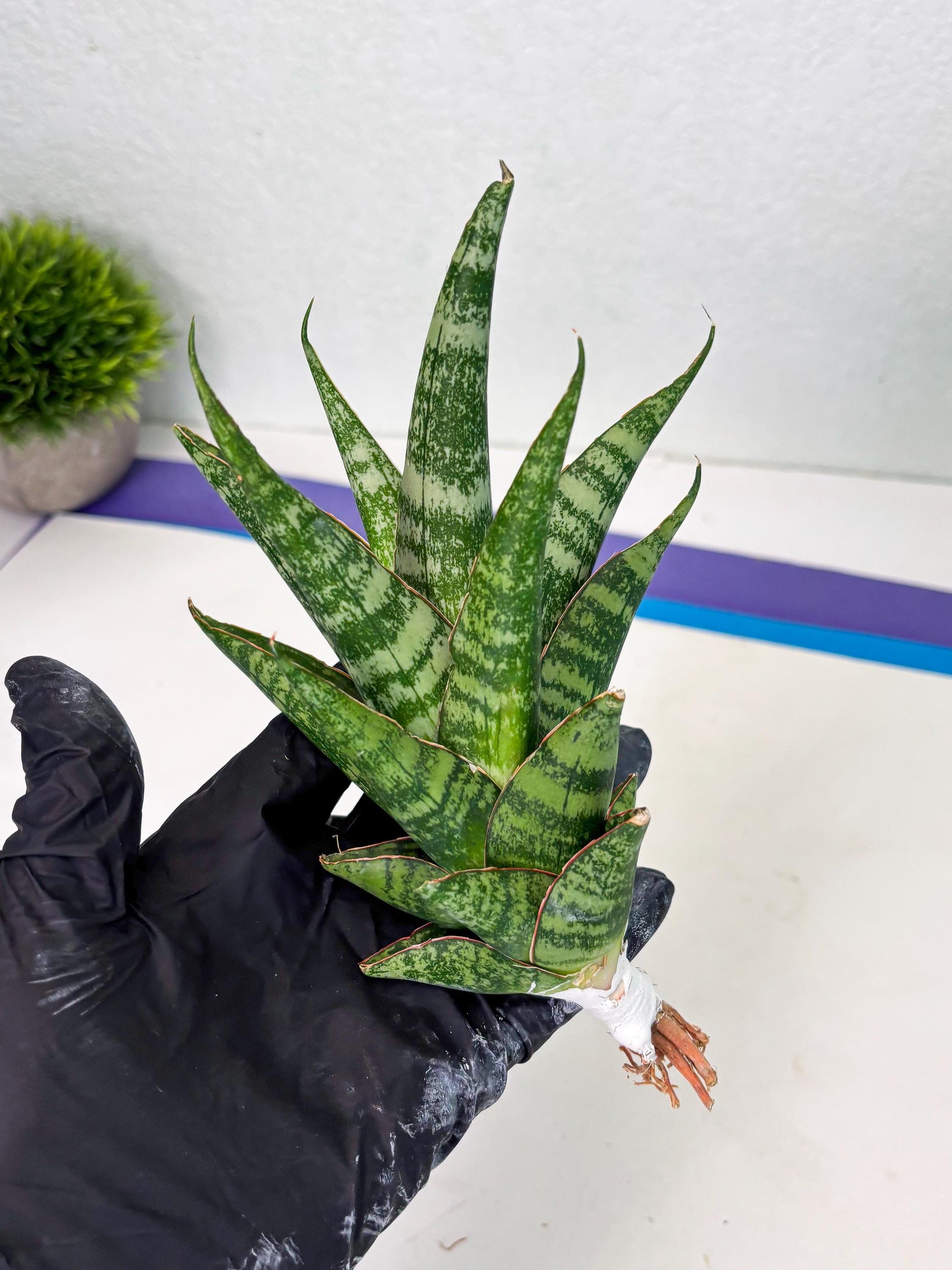 Sansevieria Ratu saba (ba1) (3) | Rare imported