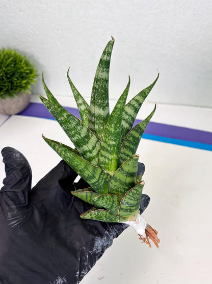 Sansevieria Ratu saba (ba1) (3) | Rare imported