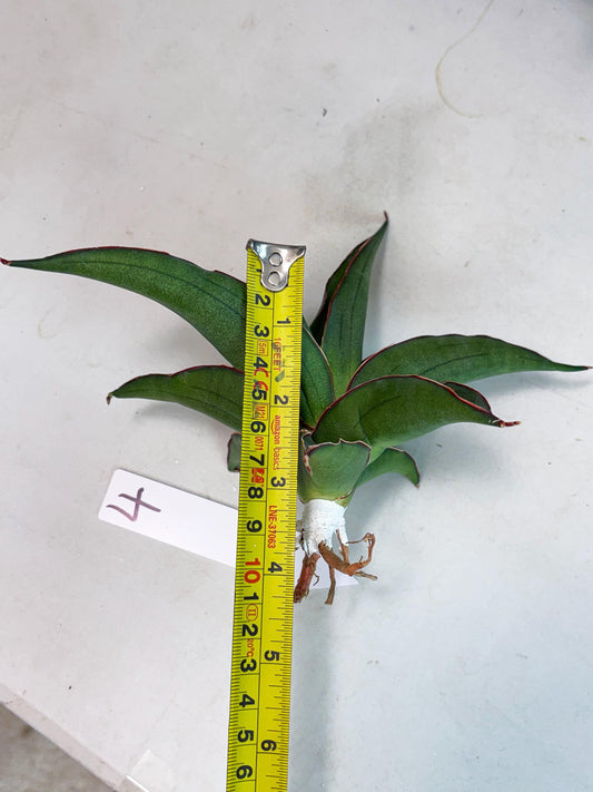 Sansevieria Kirana (ba1) (4) | Rara Hybrid