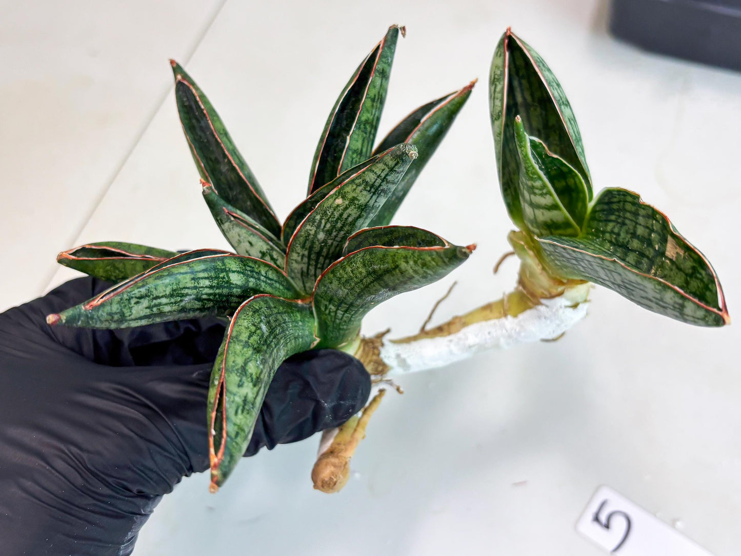 Sansevieria Macho (ba1) (5) | Rara Hybrid