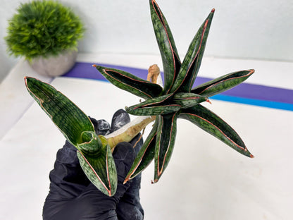 Sansevieria Macho (ba1) (5) | Rara Hybrid