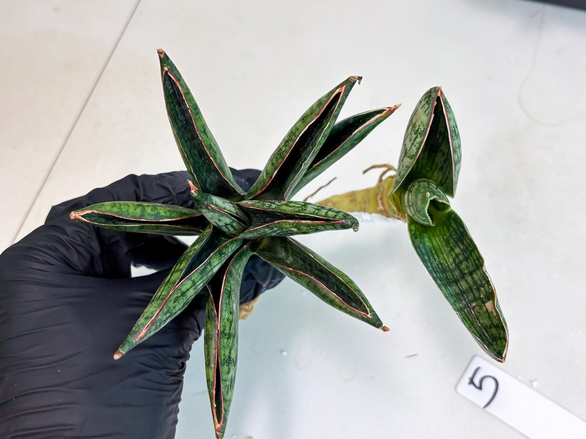 Sansevieria Macho (ba1) (5) | Rara Hybrid