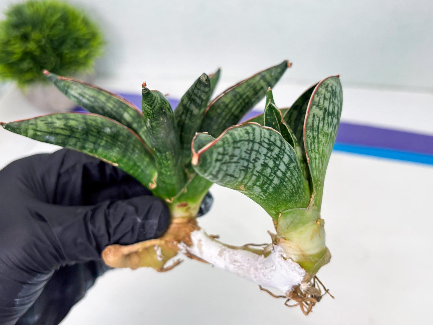Sansevieria Macho (ba1) (5) | Rara Hybrid