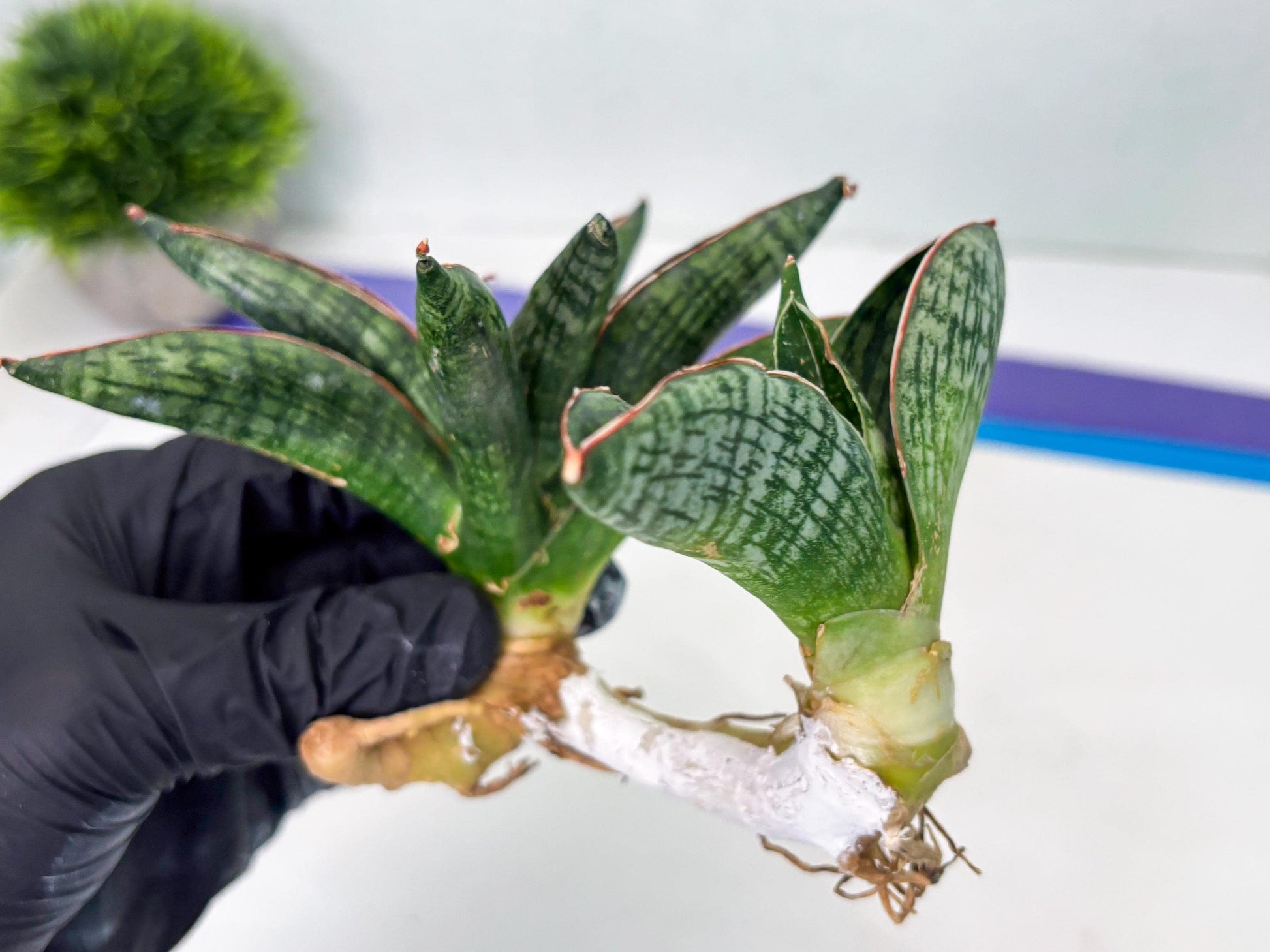 Sansevieria Macho (ba1) (5) | Rara Hybrid