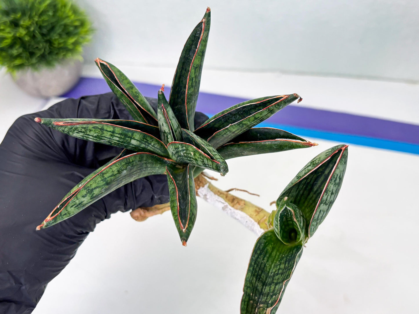 Sansevieria Macho (ba1) (5) | Rara Hybrid