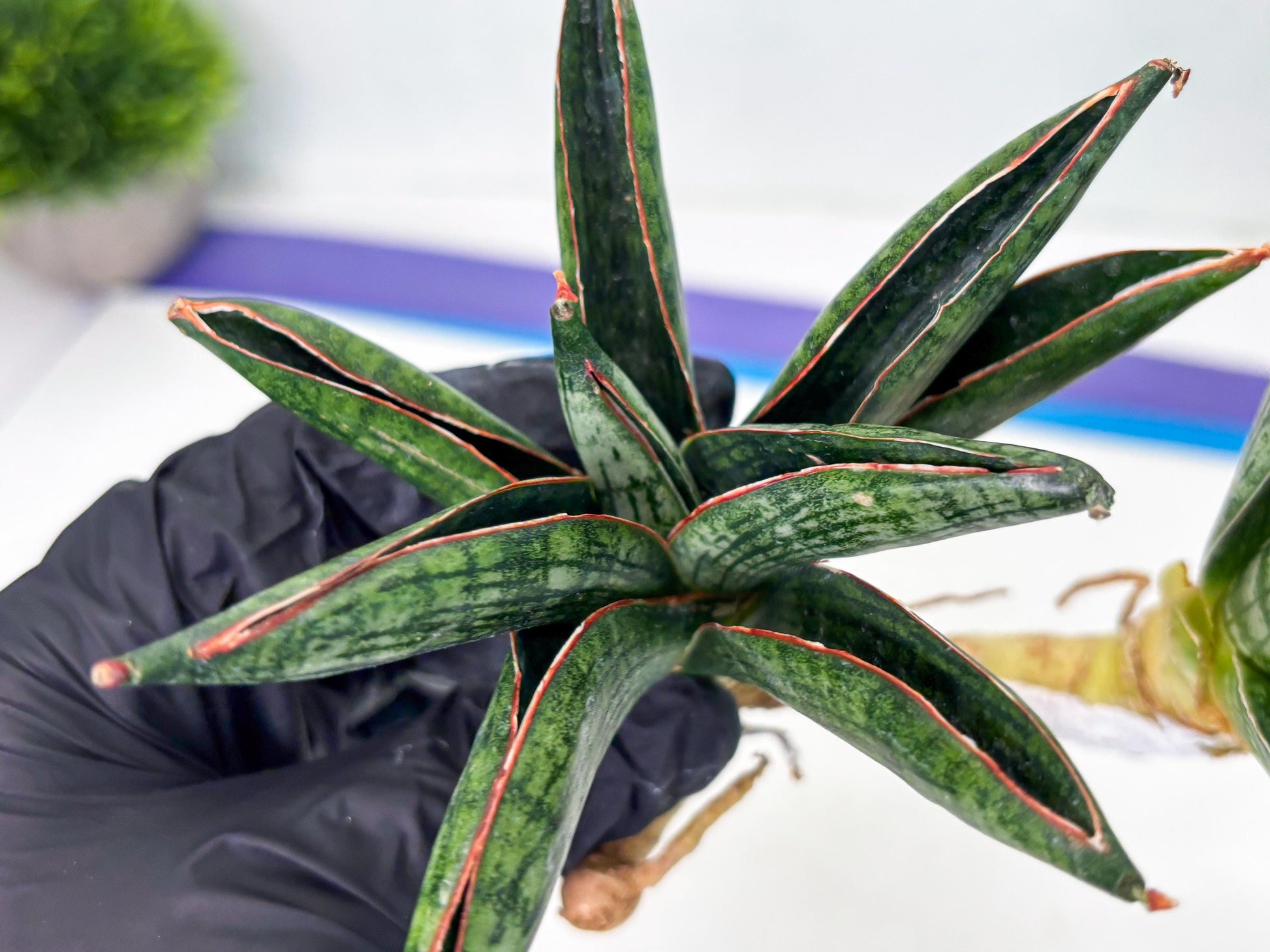 Sansevieria Macho (ba1) (5) | Rara Hybrid