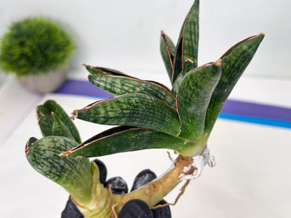 Sansevieria Macho (ba1) (5) | Rara Hybrid
