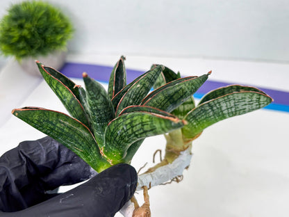 Sansevieria Macho (ba1) (5) | Rara Hybrid