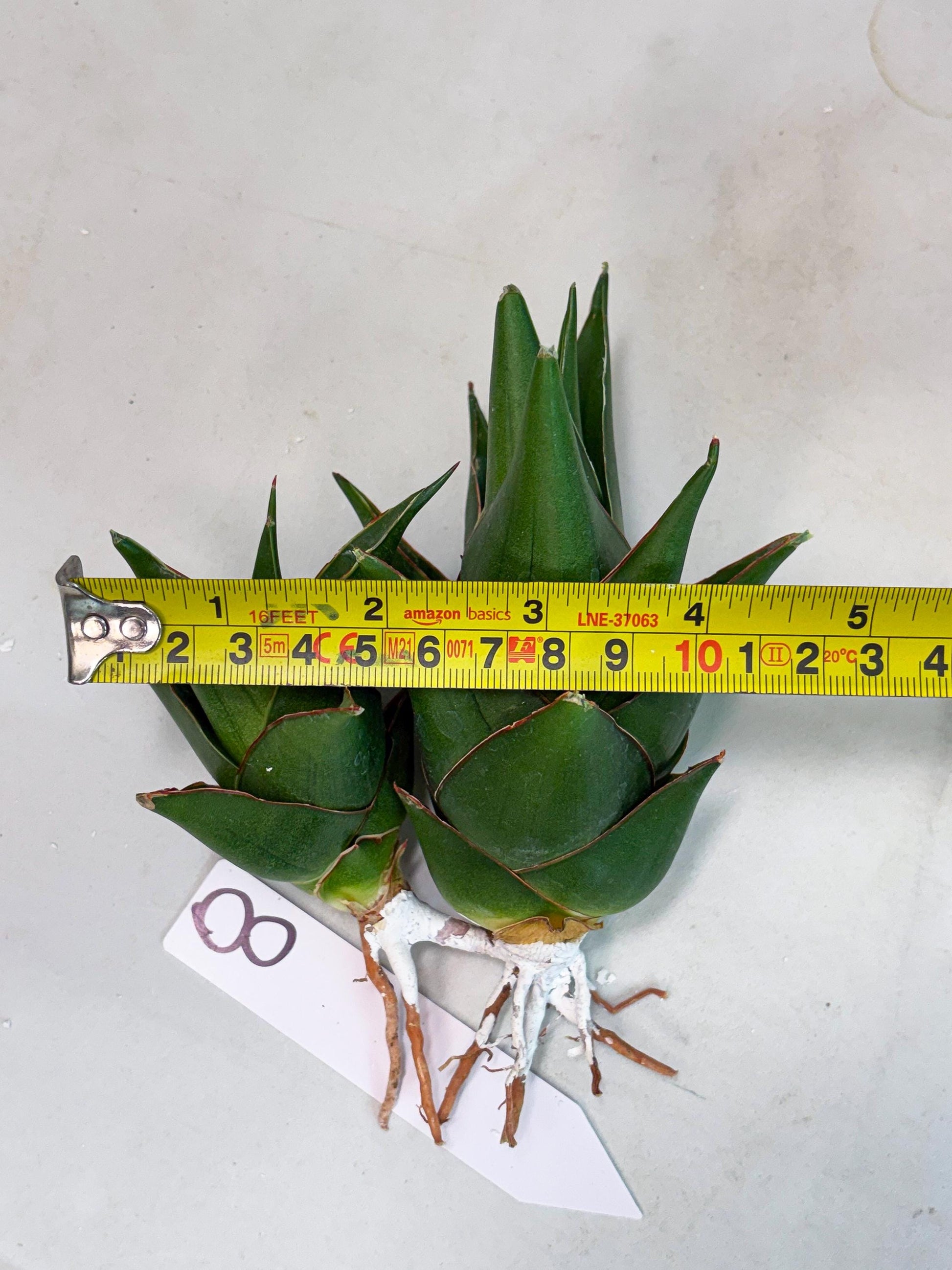 Sansevieria Marlena (ba1) (8) | Rara Hybrid