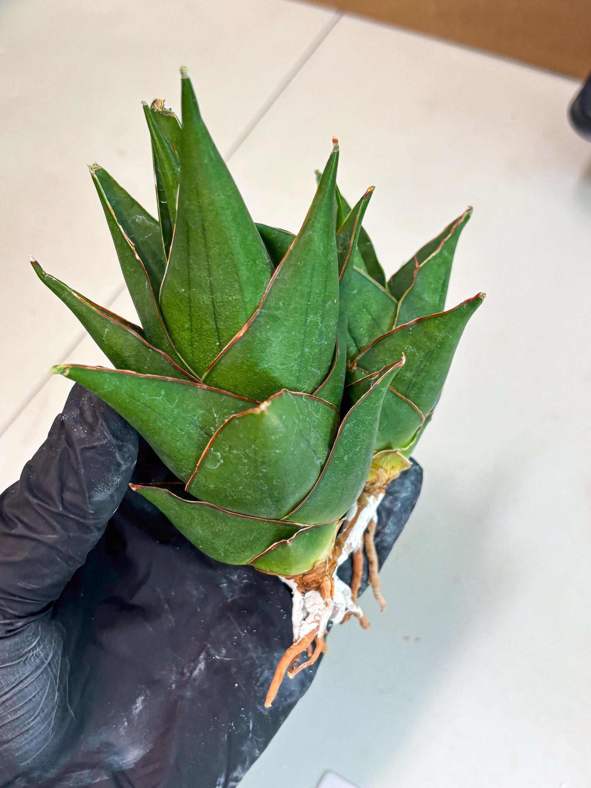 Sansevieria Marlena (ba1) (8) | Rara Hybrid