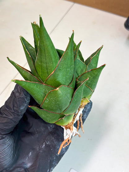 Sansevieria Marlena (ba1) (8) | Rara Hybrid