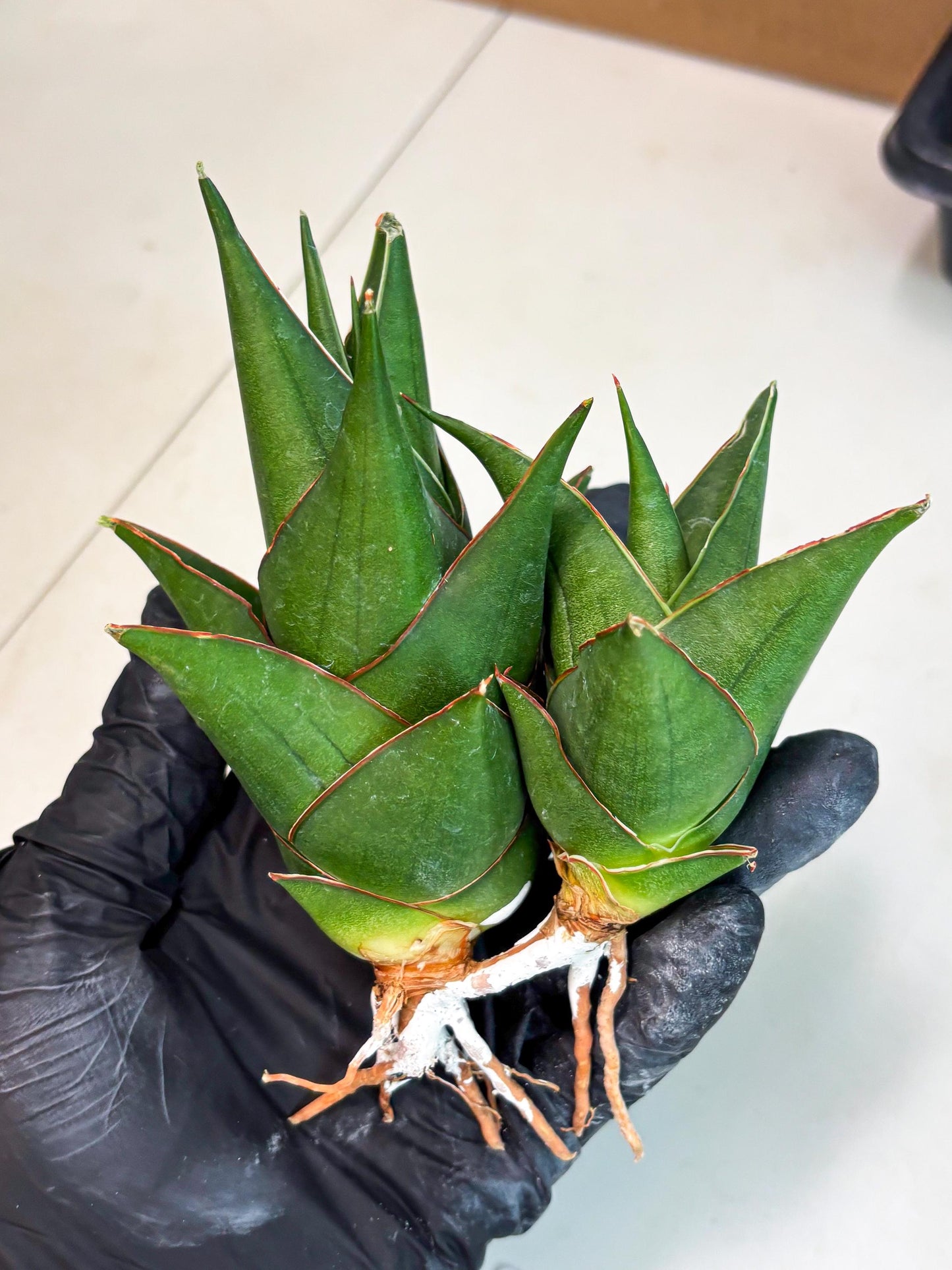 Sansevieria Marlena (ba1) (8) | Rara Hybrid