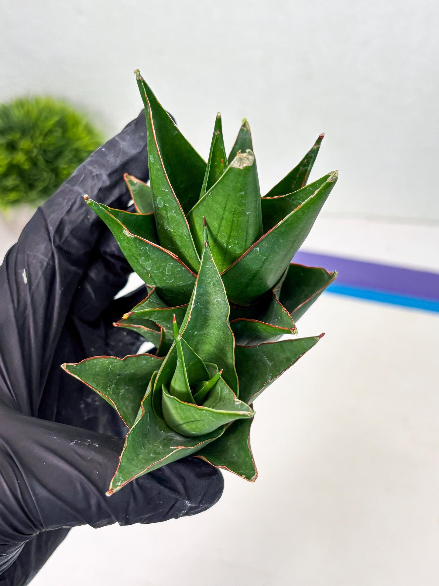 Sansevieria Marlena (ba1) (8) | Rara Hybrid
