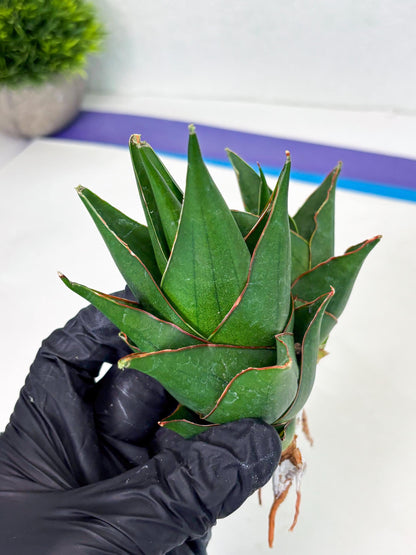 Sansevieria Marlena (ba1) (8) | Rara Hybrid