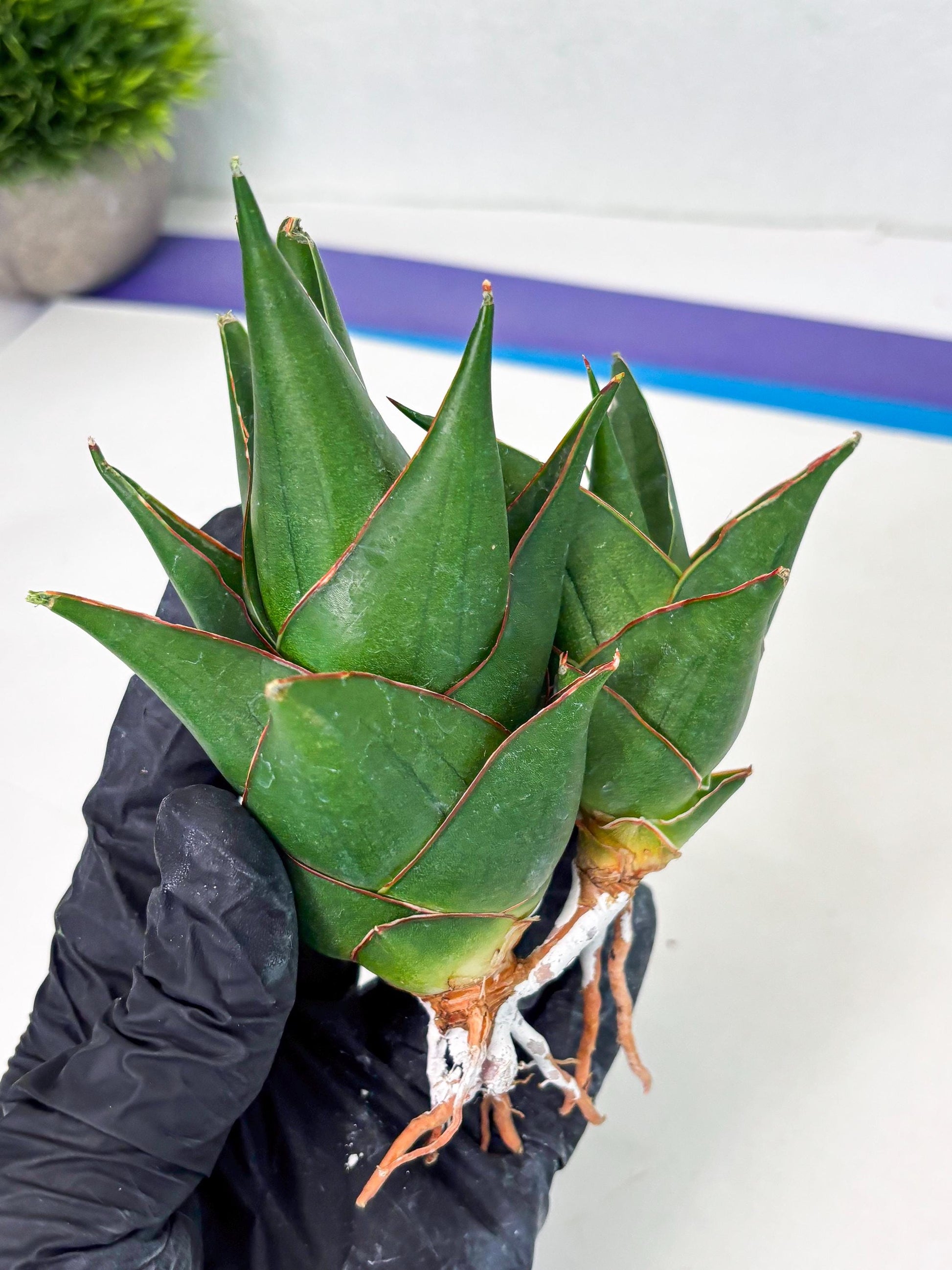 Sansevieria Marlena (ba1) (8) | Rara Hybrid