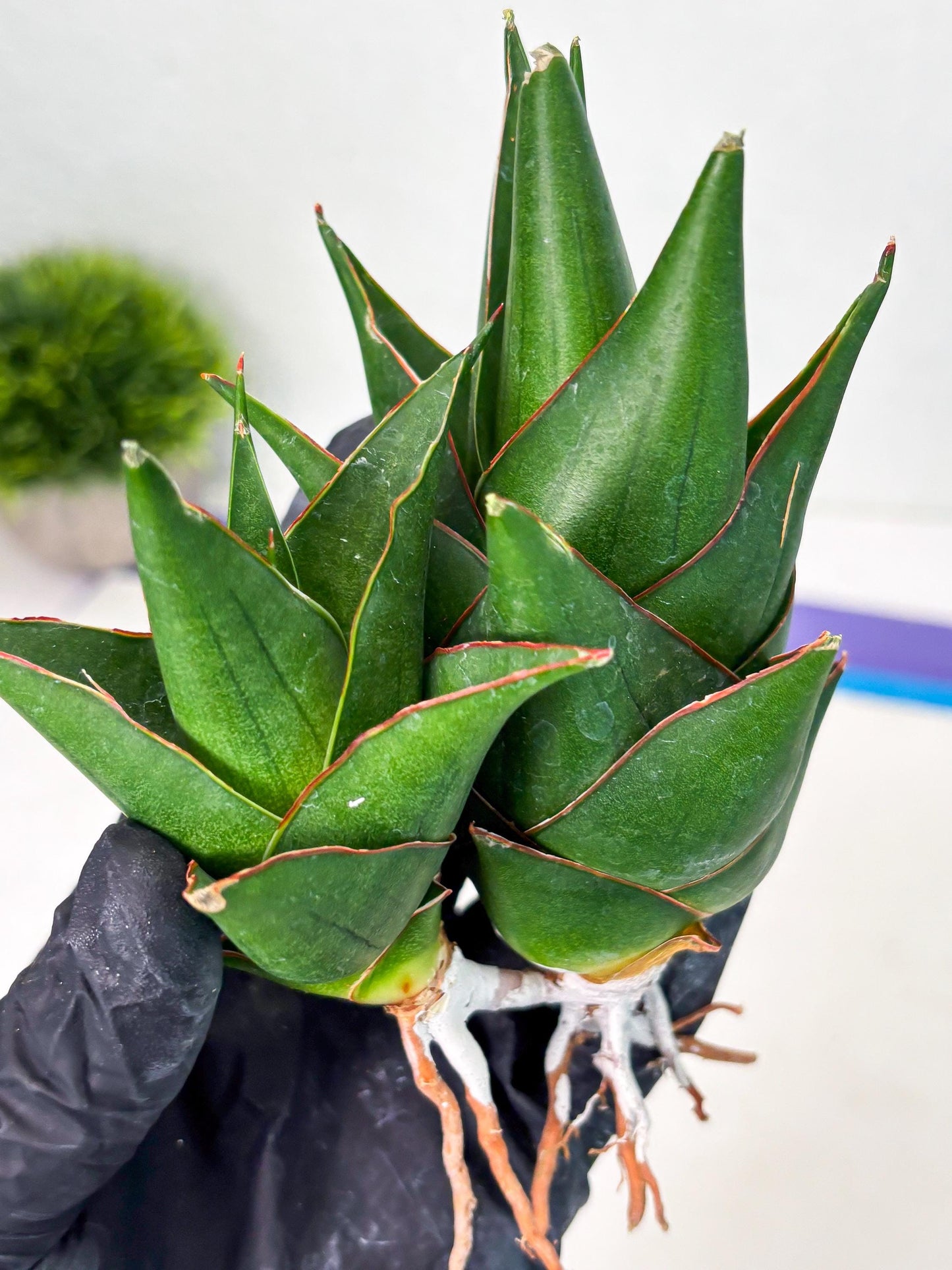 Sansevieria Marlena (ba1) (8) | Rara Hybrid