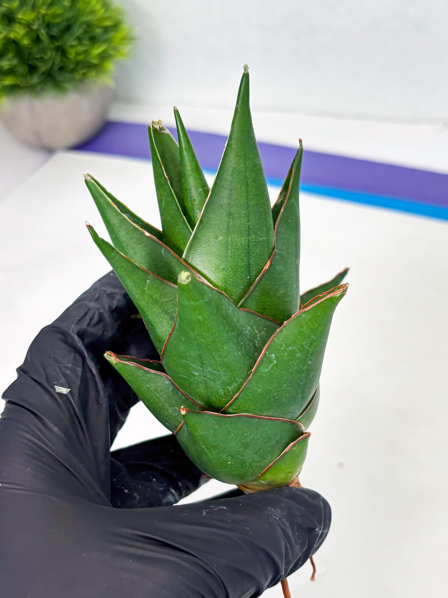 Sansevieria Marlena (ba1) (8) | Rara Hybrid