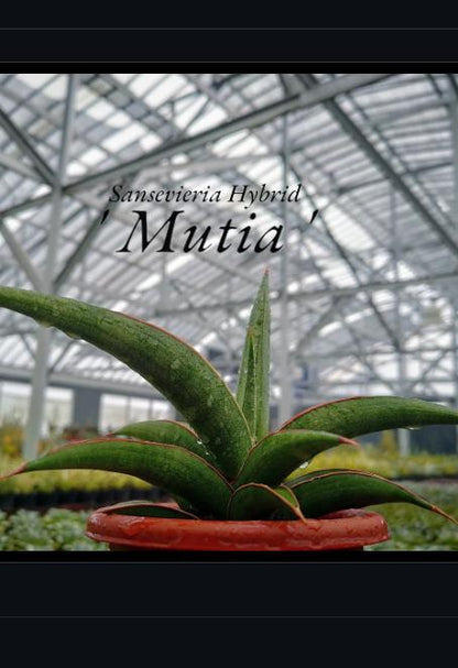 Sansevieria Mutia (ba1) (11) | Rara Hybrid