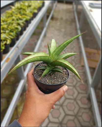 Sansevieria Mutia (ba1) (11) | Rara Hybrid