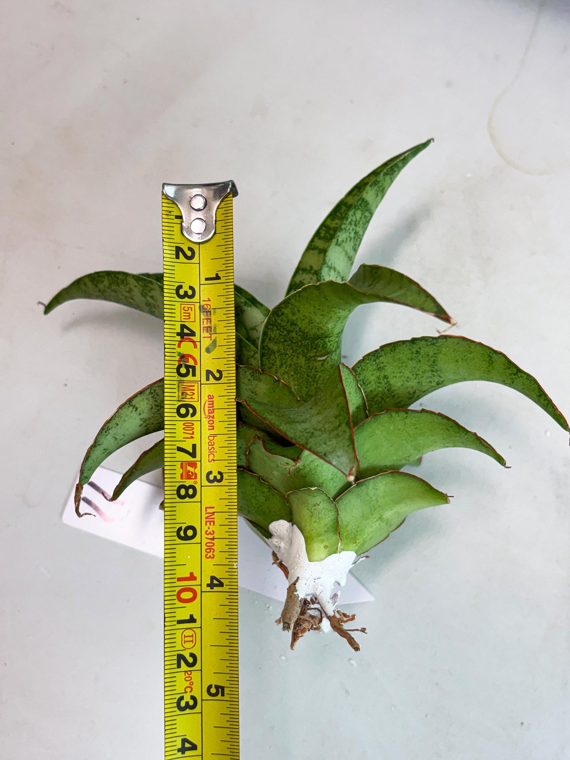 Sansevieria Mutia (ba1) (11) | Rara Hybrid