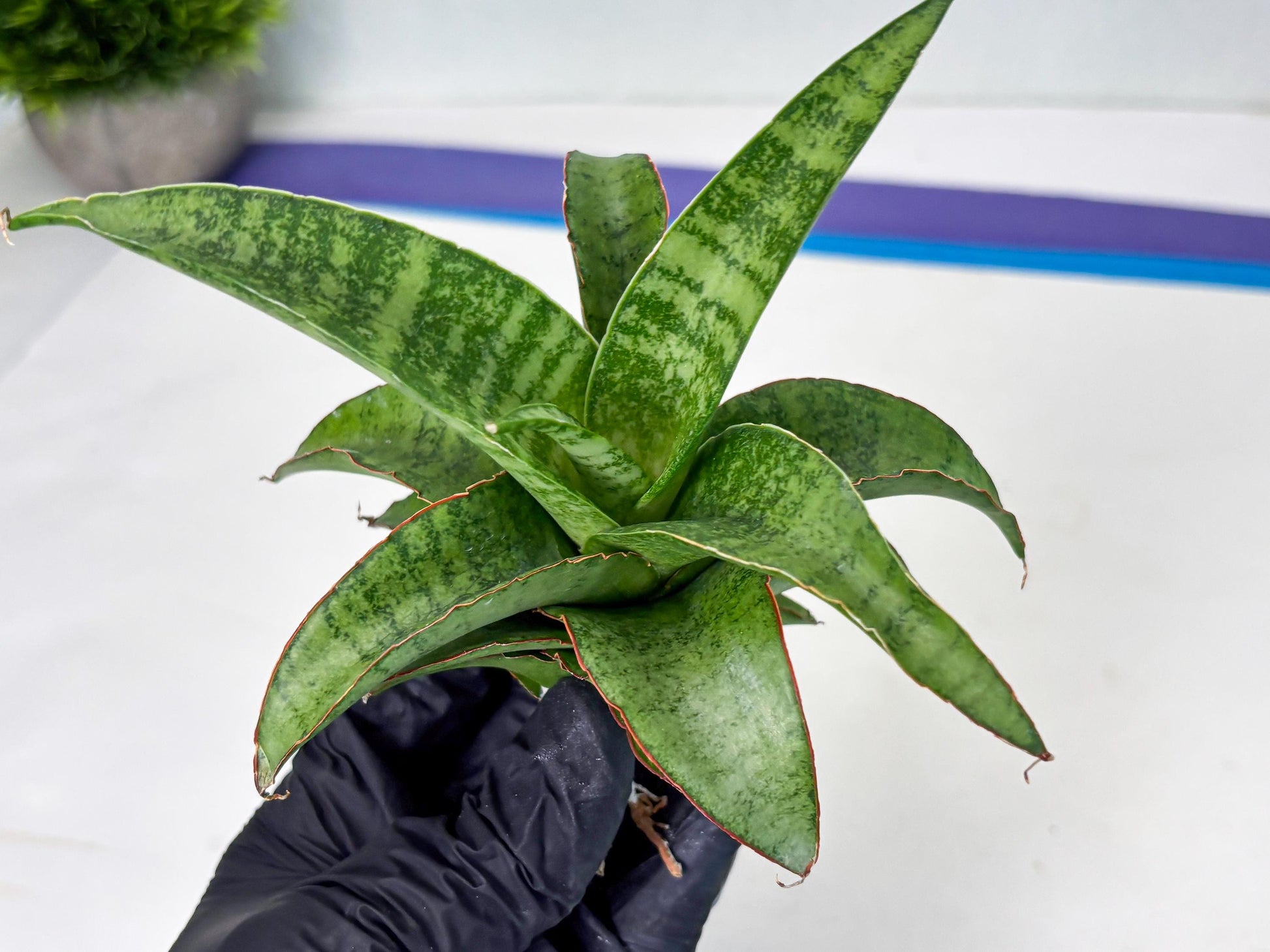 Sansevieria Mutia (ba1) (11) | Rara Hybrid
