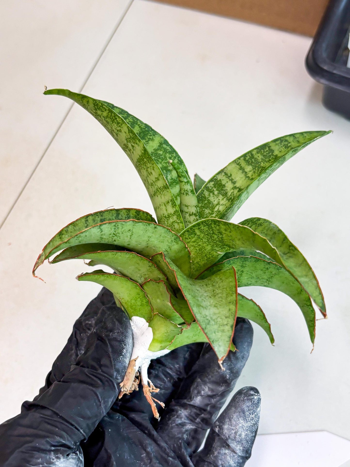 Sansevieria Mutia (ba1) (11) | Rara Hybrid