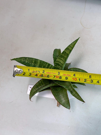Sansevieria Mutia (ba1) (11) | Rara Hybrid