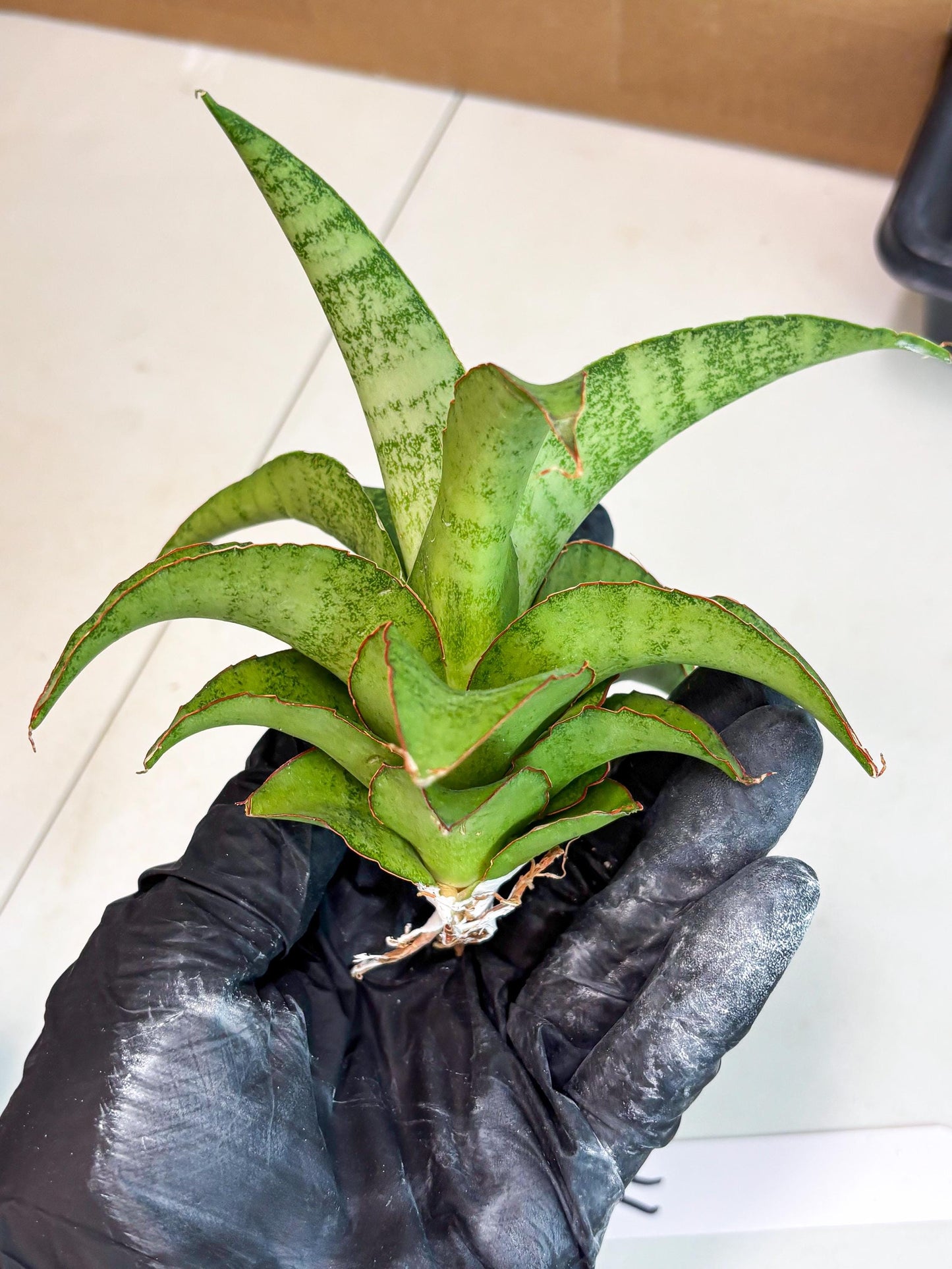 Sansevieria Mutia (ba1) (11) | Rara Hybrid