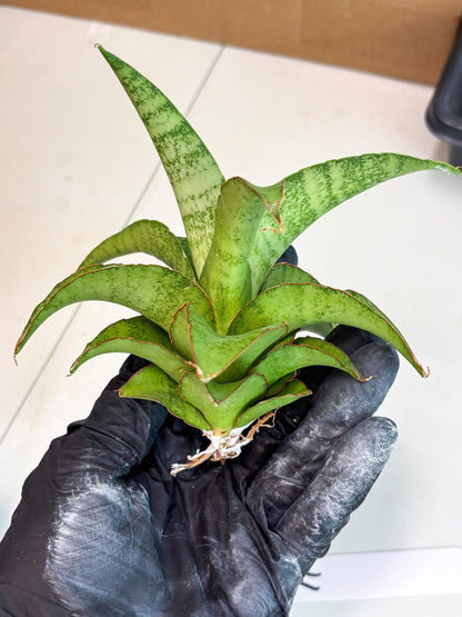 Sansevieria Mutia (ba1) (11) | Rara Hybrid