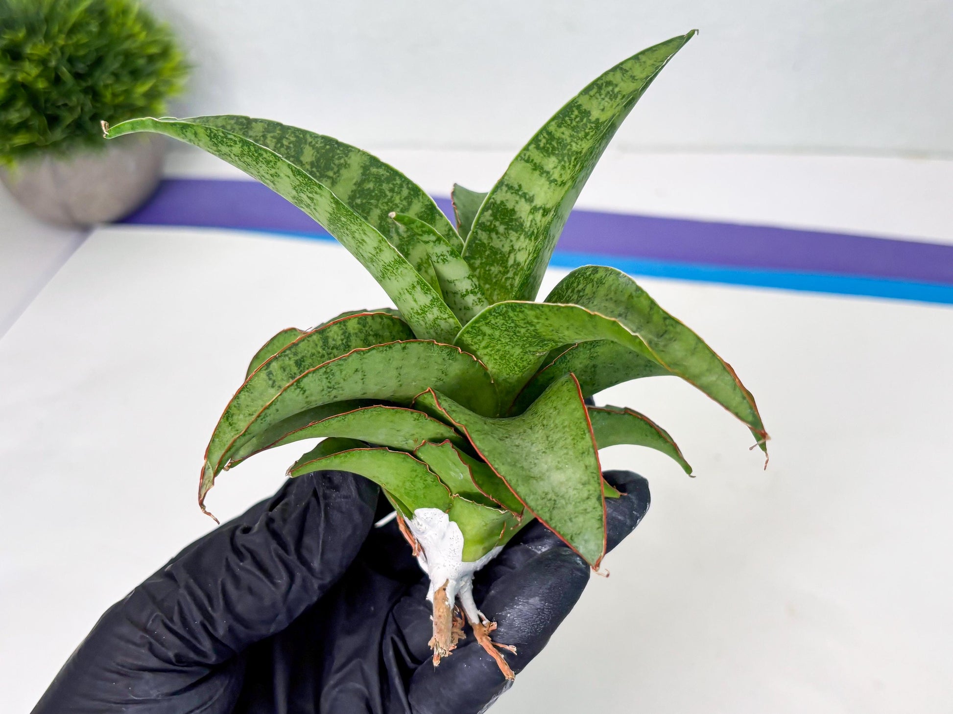 Sansevieria Mutia (ba1) (11) | Rara Hybrid