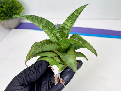 Sansevieria Mutia (ba1) (11) | Rara Hybrid
