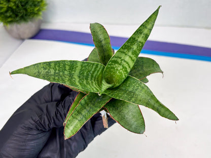 Sansevieria Mutia (ba1) (11) | Rara Hybrid