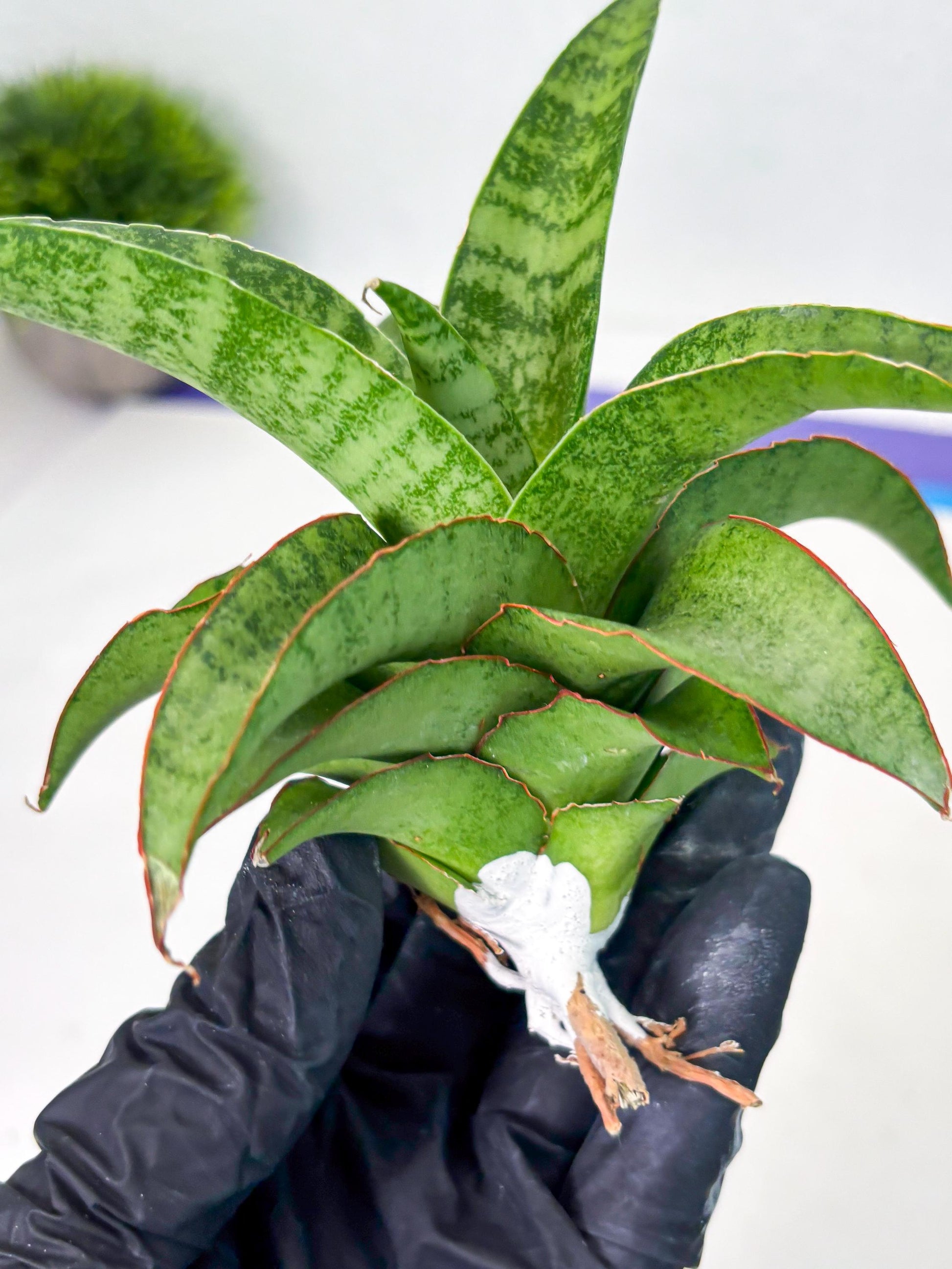 Sansevieria Mutia (ba1) (11) | Rara Hybrid
