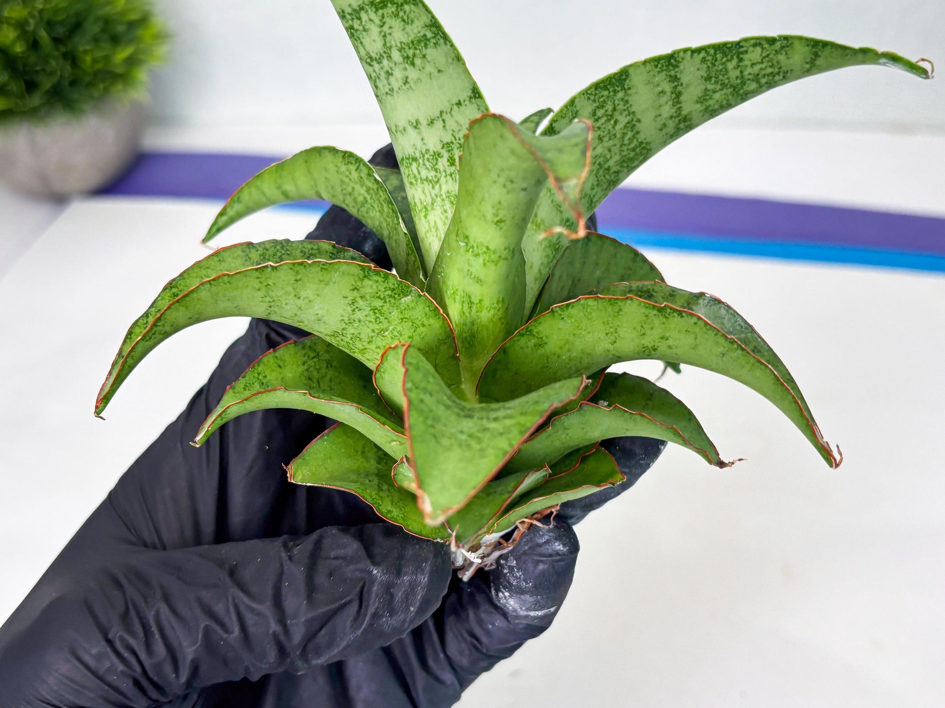 Sansevieria Mutia (ba1) (11) | Rara Hybrid