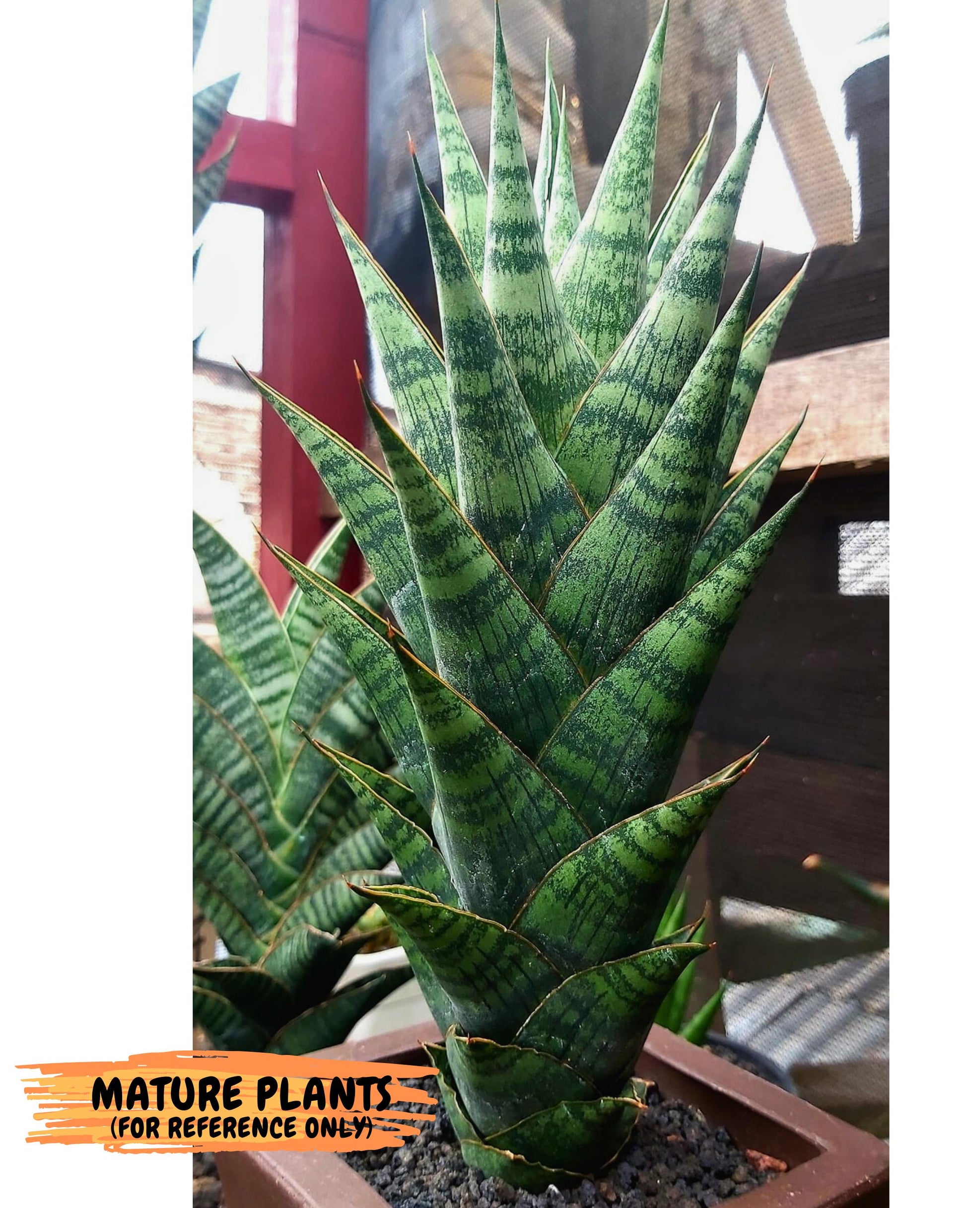 Sansevieria Ratu saba (ba1) (3) | Rare imported