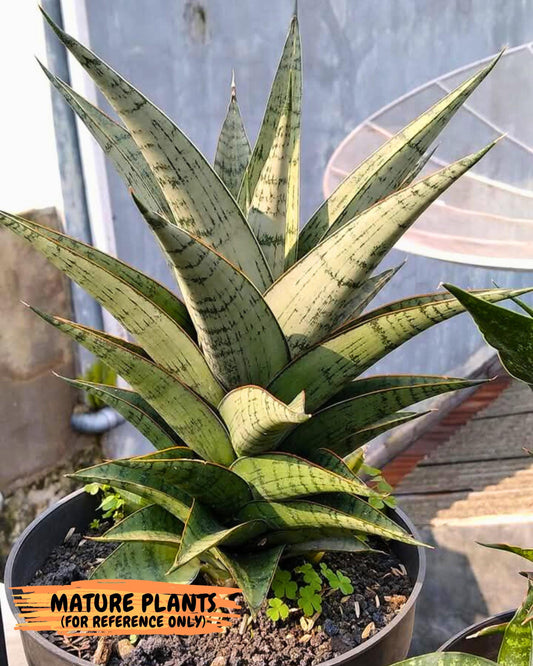 Sansevieria Niubi (ba1) (6) | Rara Hybrid