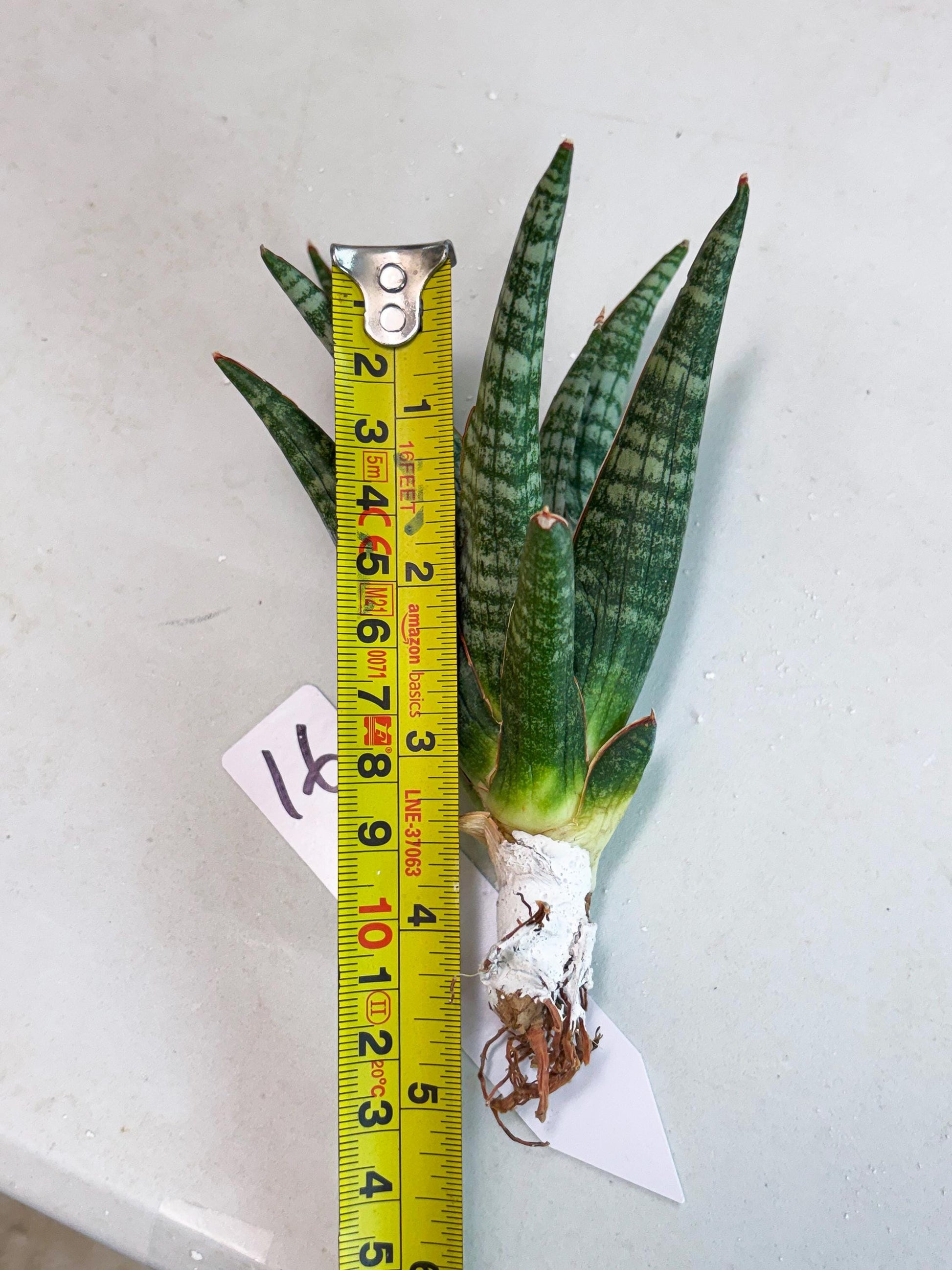 Sansevieria Abra (ba1) (16) | Rara Hybrid