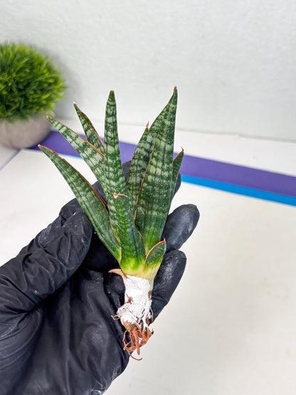 Sansevieria Abra (ba1) (16) | Rara Hybrid