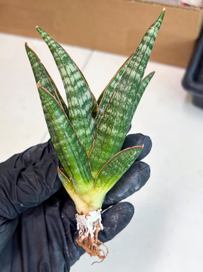 Sansevieria Abra (ba1) (16) | Rara Hybrid