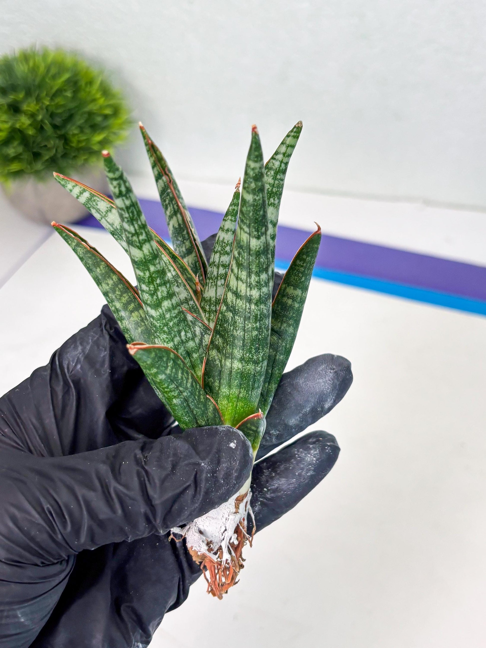 Sansevieria Abra (ba1) (16) | Rara Hybrid