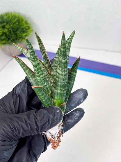 Sansevieria Abra (ba1) (16) | Rara Hybrid