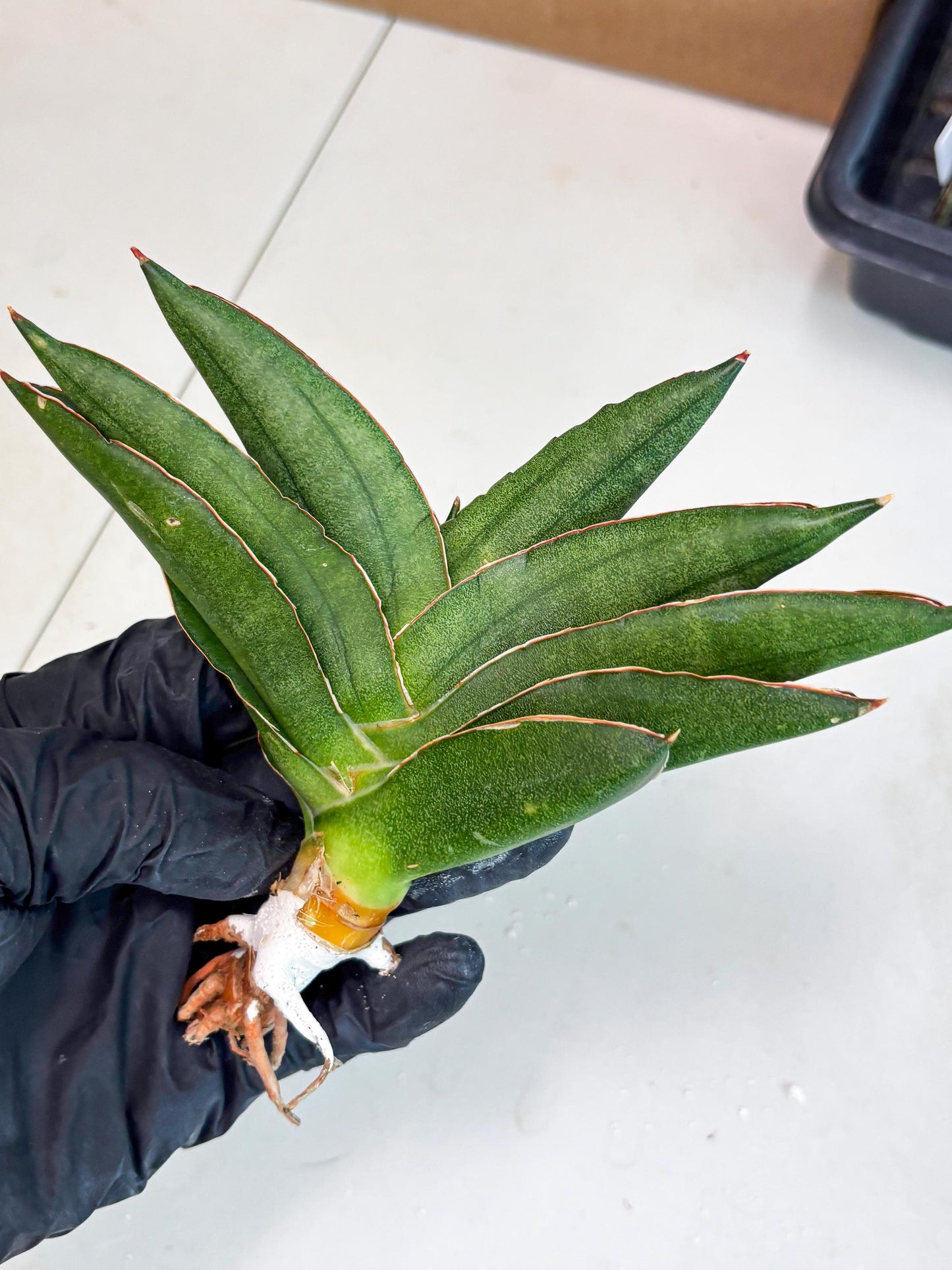 Sansevieria Adaman (ba1) (18) | Rare imported